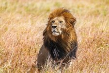 002_The_lion_king_Snyggve_in_the_Serengeti_National_Park_Photo_by_Giles_Laurent.jpg