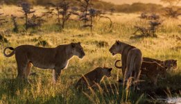 parte-de-una-manada-de-leones-africanos_1_1000x575.jpeg