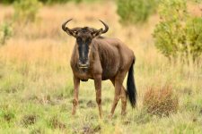 gettyimages-1195816889-612x612 (1).jpg