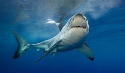 gettyimages-500719330-612x612.jpg