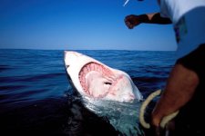 gettyimages-481653085-612x612.jpg
