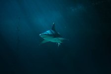 gettyimages-1196953294-612x612.jpg
