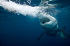 gettyimages-sb10064075am-001-612x612.jpg