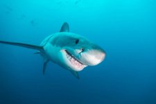 gettyimages-1494750790-612x612.jpg