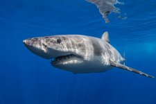 gettyimages-1367004462-612x612.jpg