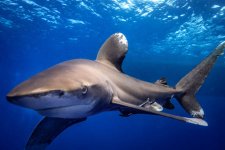 gettyimages-2186295447-612x612.jpg