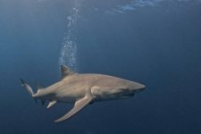gettyimages-2076713602-612x612.jpg