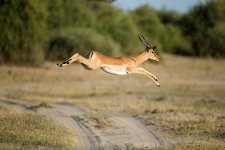 gettyimages-538630239-612x612.jpg