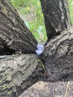 IMG_9942.jpeg