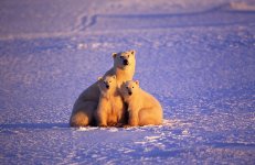 gettyimages-AQ6490-001-612x612.jpg