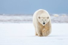 gettyimages-520727358-612x612.jpg