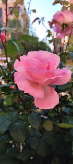 IMG_20250512_081321.jpg