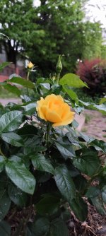 IMG_20250514_081215.jpg