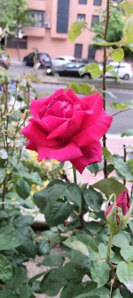 IMG_20250514_081528.jpg