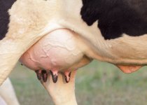 Descubra-los-3-tipos-de-ubres-en-vacas.jpg