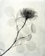 “A-Rose”-1936-vintage-gelatin-silver-print-11-14-x-9-18-inches.jpg