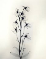 “Delphinium”-1938-vintage-gelatin-silver-print-11-14-x-9-18-inches.jpg