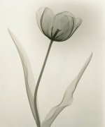 “Tulip”-1931-vintage-gelatin-silver-print-9-x-7-inches-.jpg
