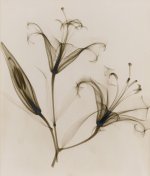 “untitled-lily”-1932-vintage-gelatin-silver-print-11-14-x-9-inches.jpg