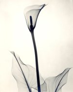 “Yellow-Calla-Lily”-1938-vintage-gelatin-silver-print-11-38-x-9-14-inches.jpg