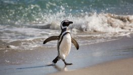 pinguino-spheniscus-magellanicus-caminando-por-la-playa-de-madryn-scaled.jpg