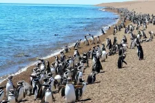 punta-tombo-pinguinos-chubut.webp