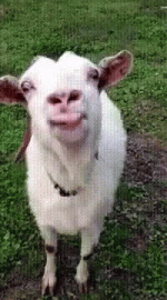goat-funny-animals.gif