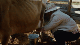 milking-cow.gif