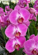 Phalaenopsis-560x800.jpg