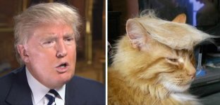 El gato de Trump.jpg