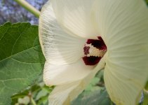 flor hibiscus.jpg flor hibiscus.jpg