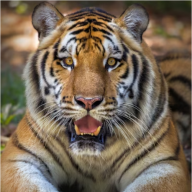 Tiger08