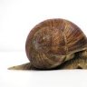 Babadecaracol