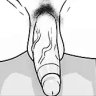 Ponchi