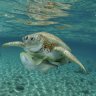 Dermochelys caretta