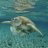 Dermochelys caretta