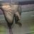 Morboandaluz